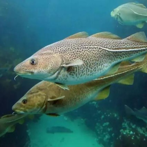 ucup-team7429 Avatar